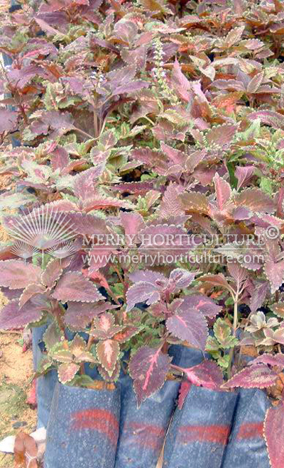 Coleus blumei 1